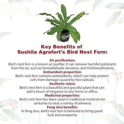 Birds Nest Fern Plant