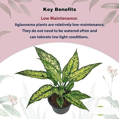 Aglaonema Snow White Plant