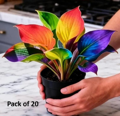 Color Symphony Hostas with Plant Growth Serum (Pack of 20)