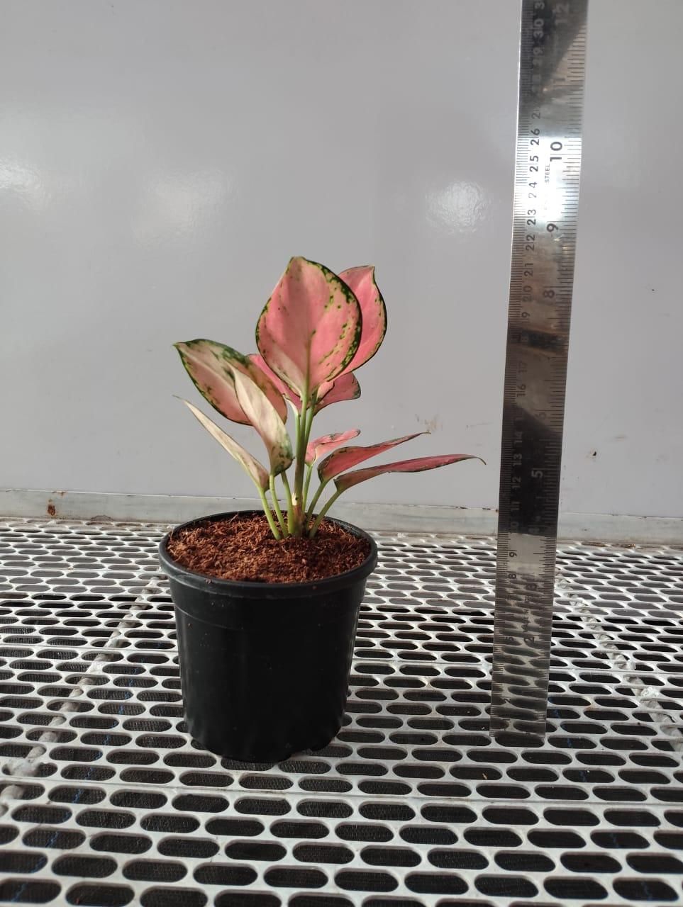 Aglaonema Pink Valentine Plant