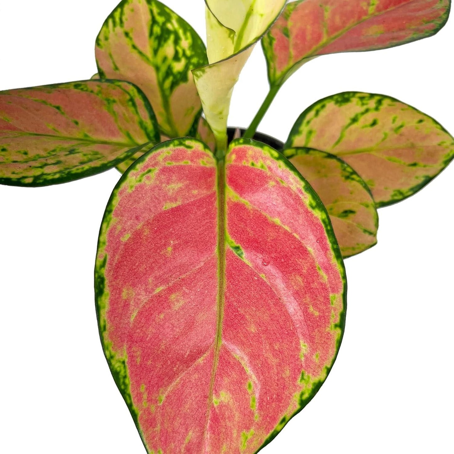 Aglaonema Pink Valentine Plant